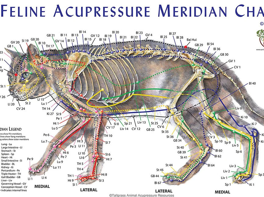 Feline Acupressure Chart