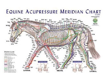 Horse Meridian Chart