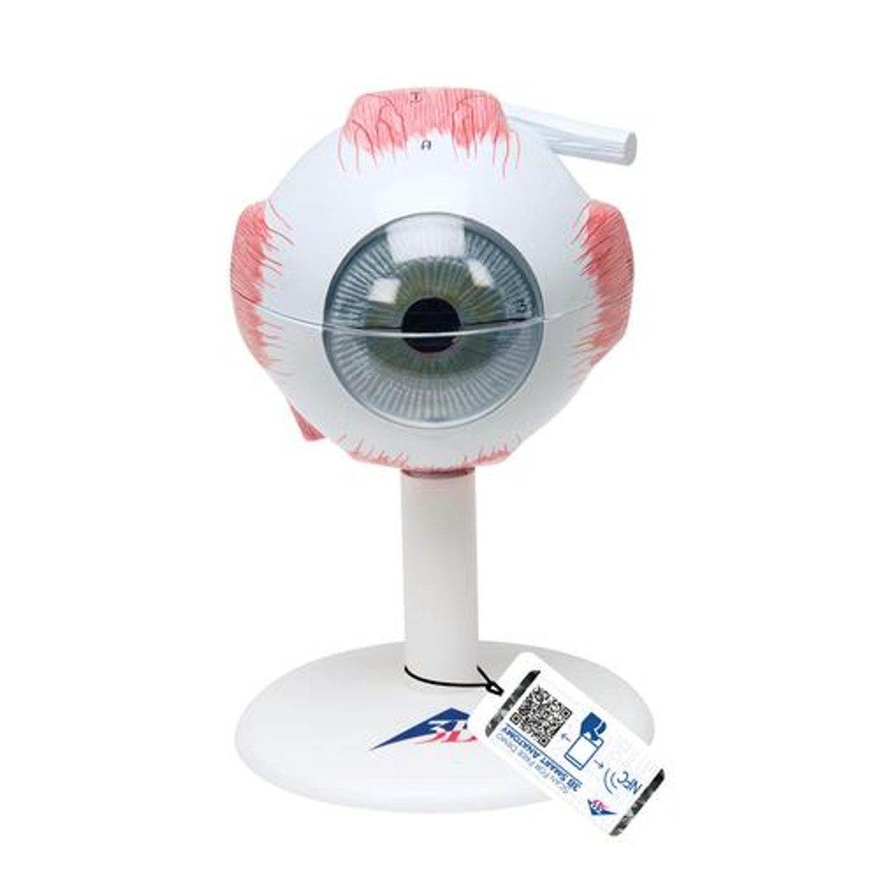 Eye Anatomical Model