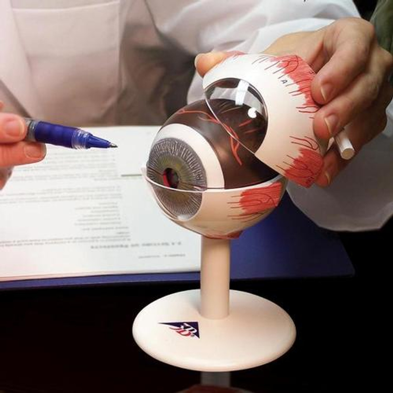 Eye Anatomical Model