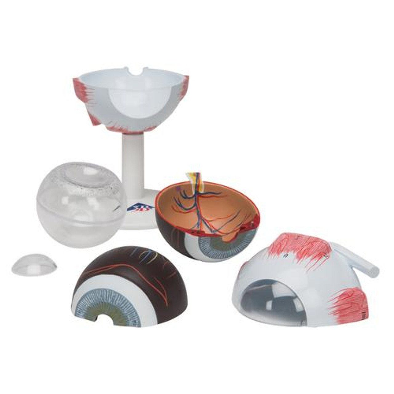 Eye Anatomical Model