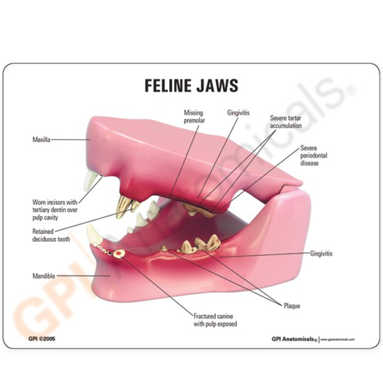 how many teeth do cats have diagram