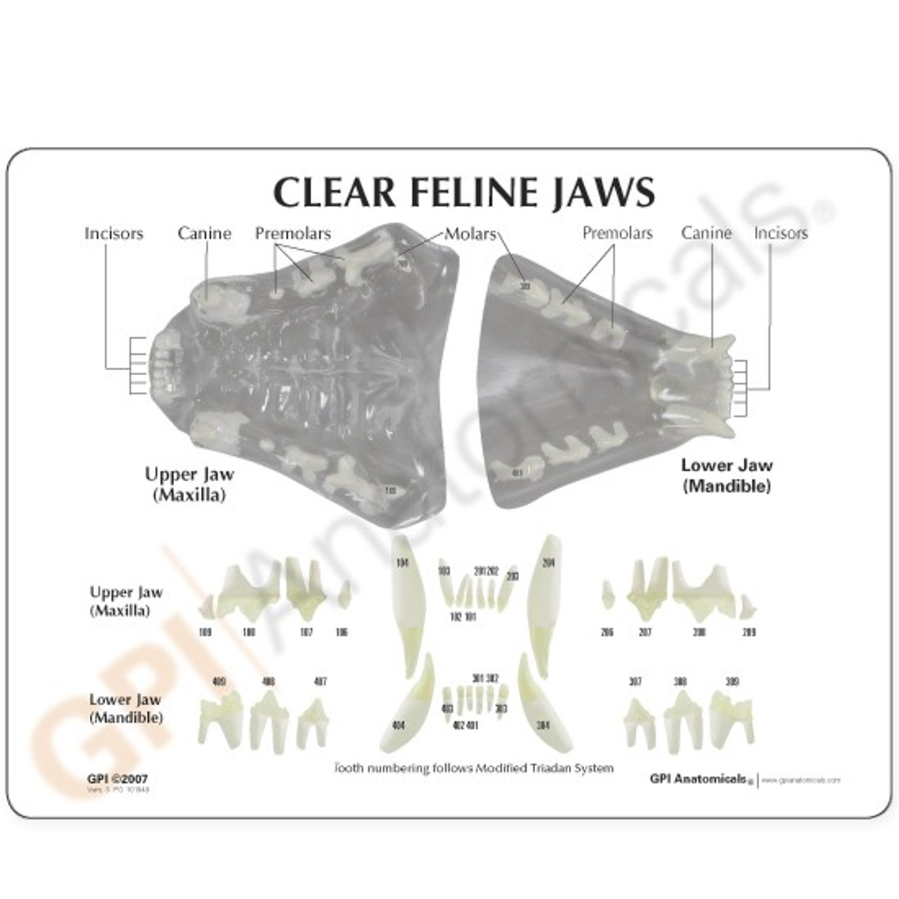 Feline Jaw Model Description Card