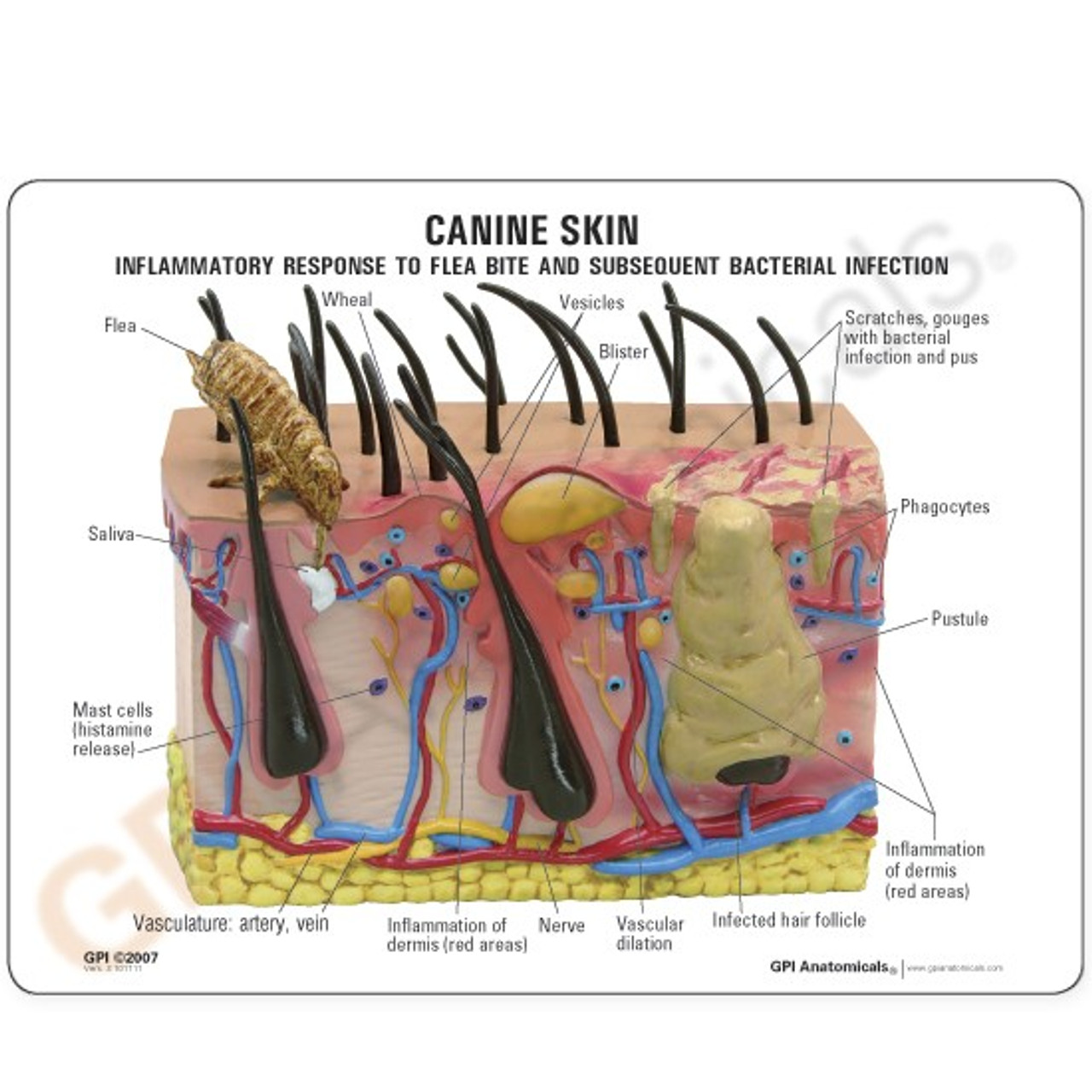 Canine Skin Anatomy Model DescriptionCard