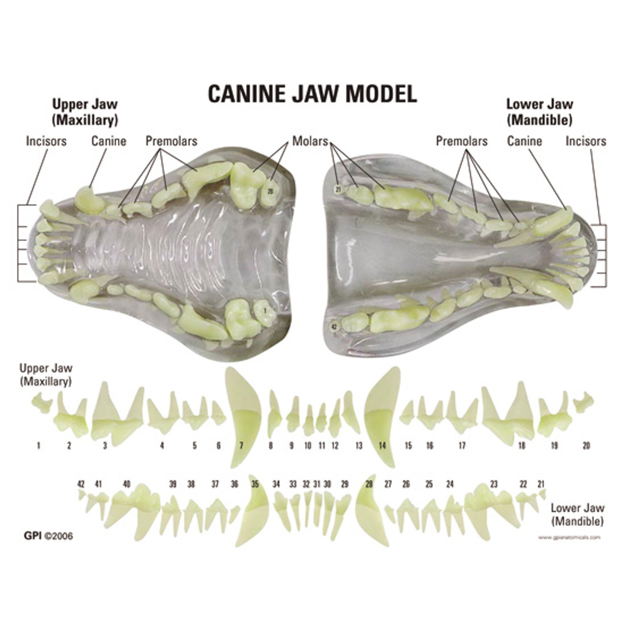 Canine Jaw  Model Description Card