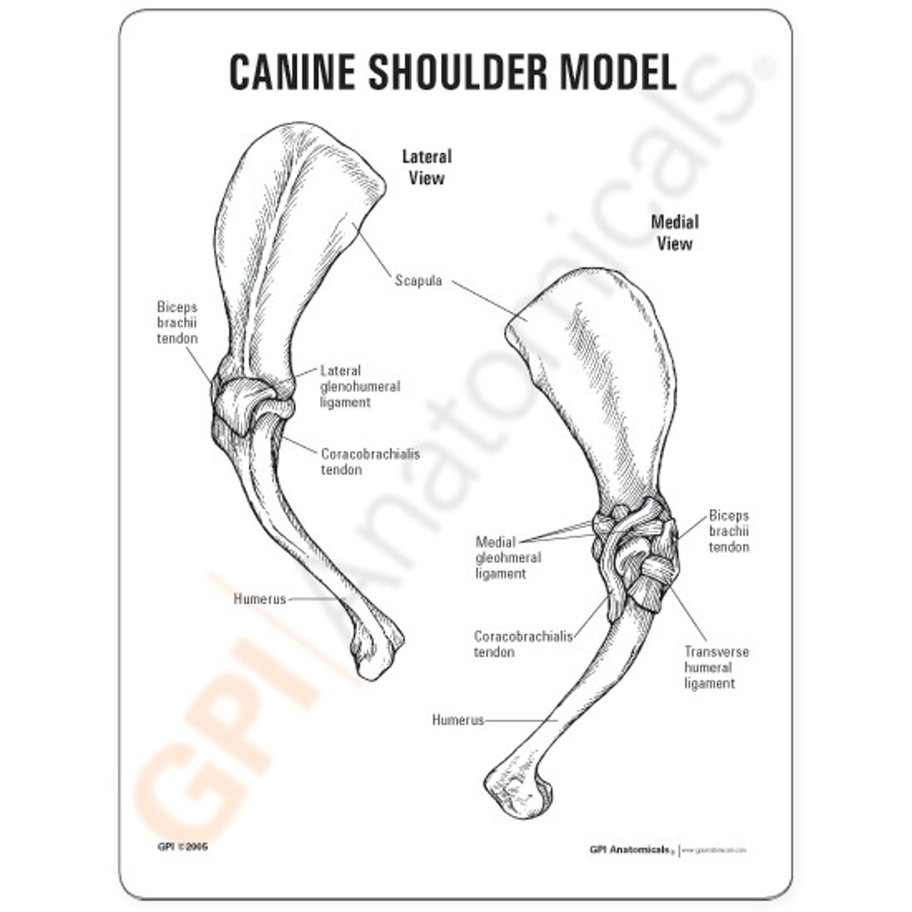 Canine Shoulder Model