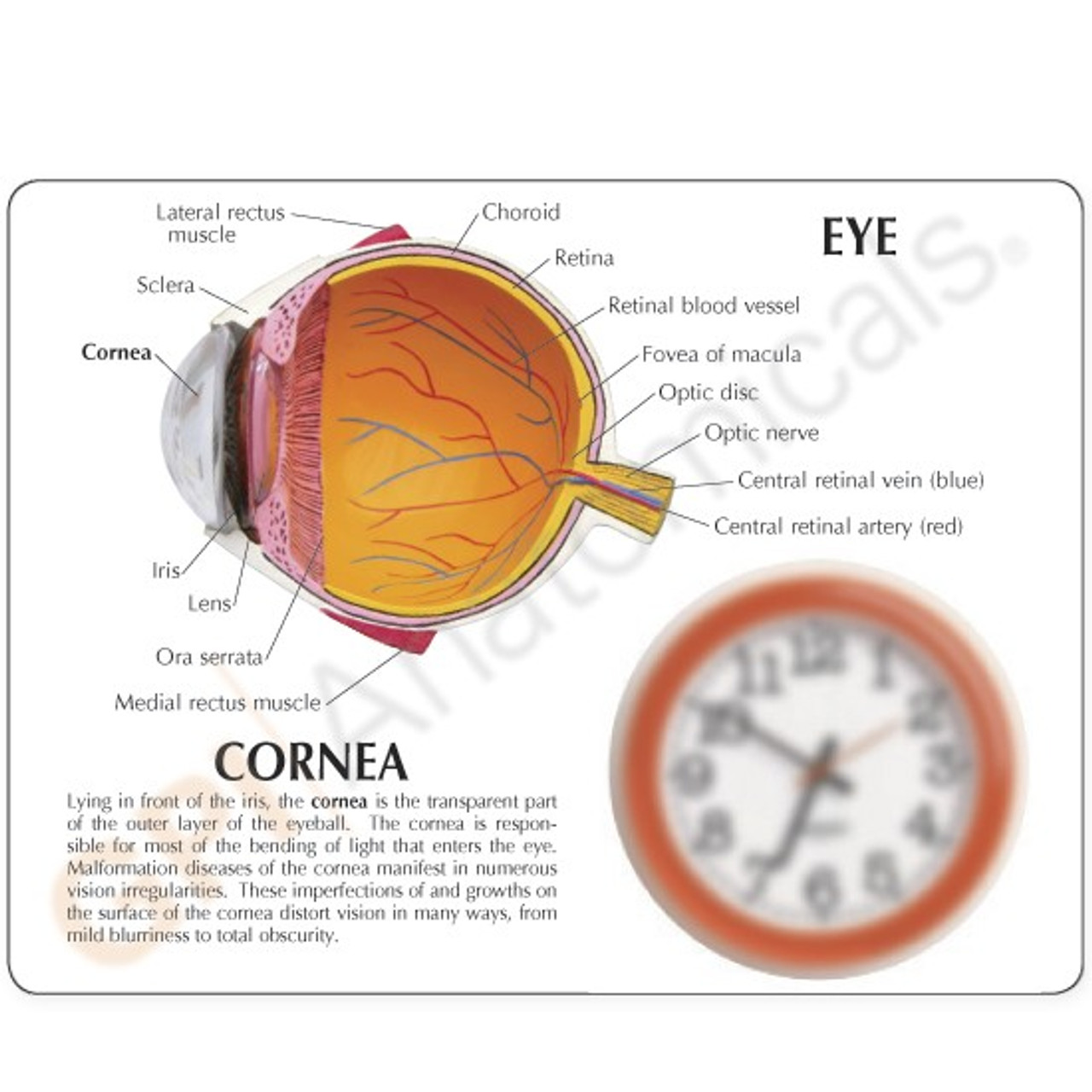 Cornea Eye Model Description Card