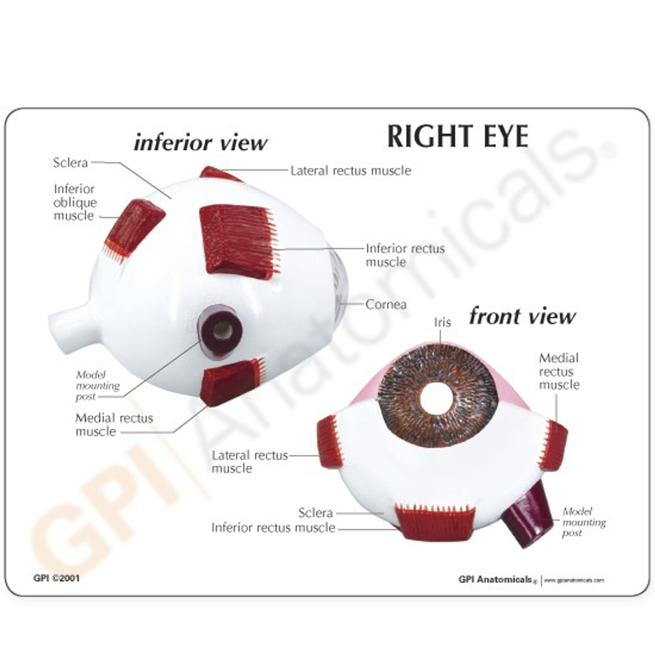 eye model labeled