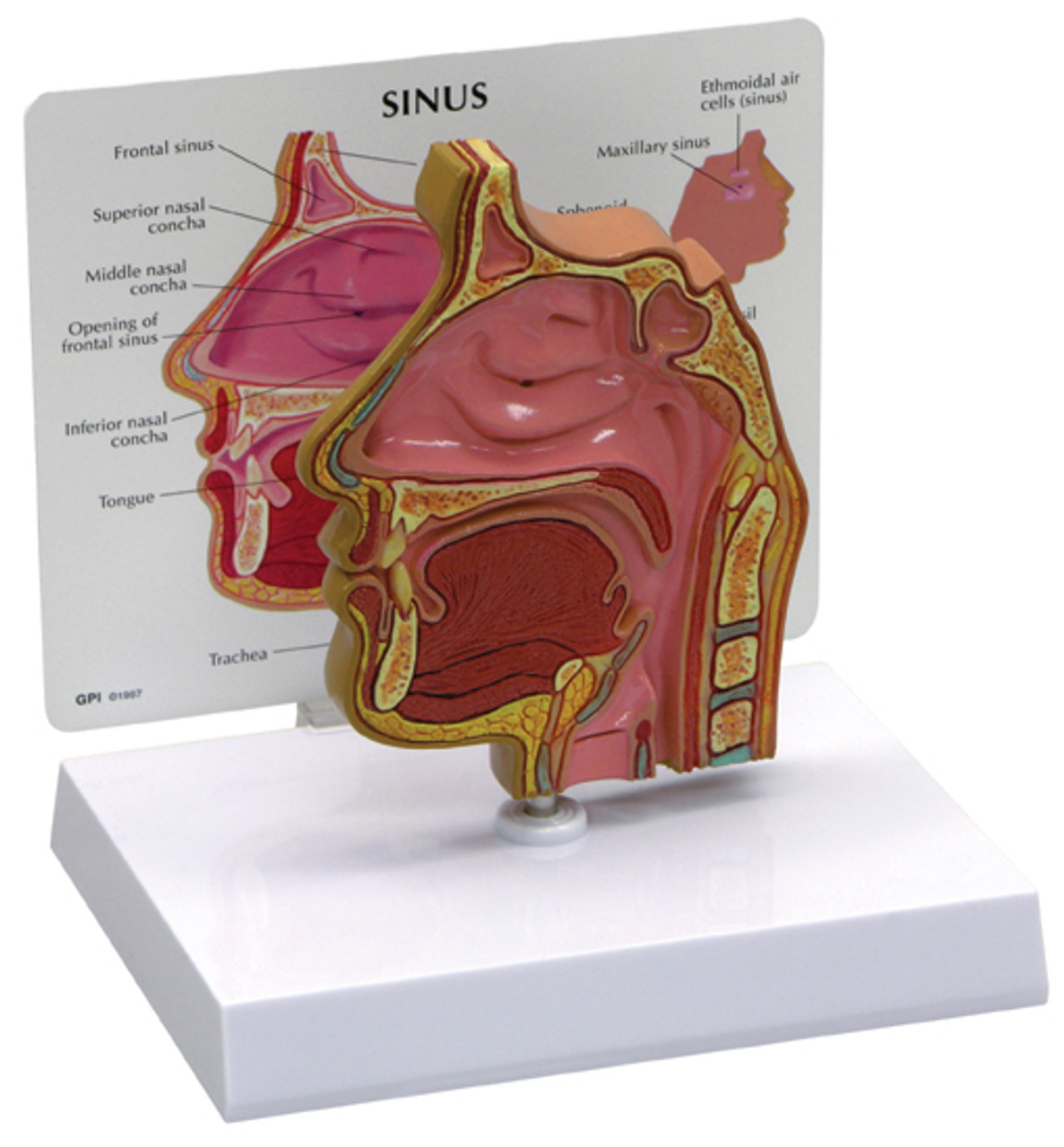 Nasal Cavity Model Labeled 