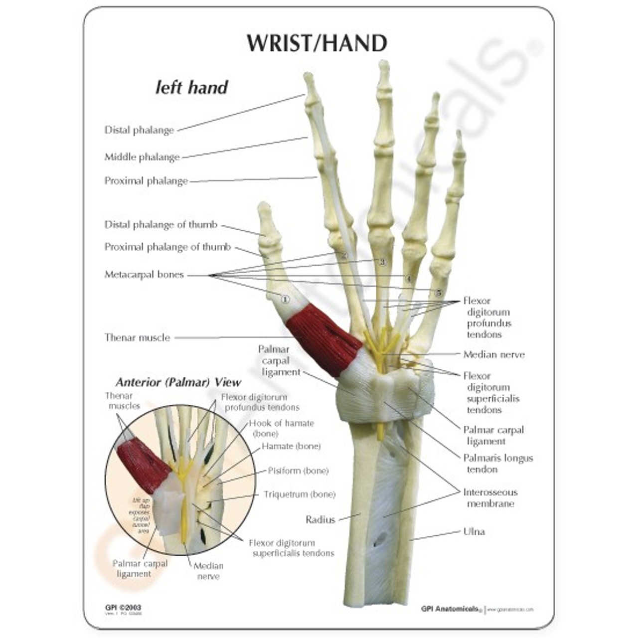 Carpal Tunnel Description Card