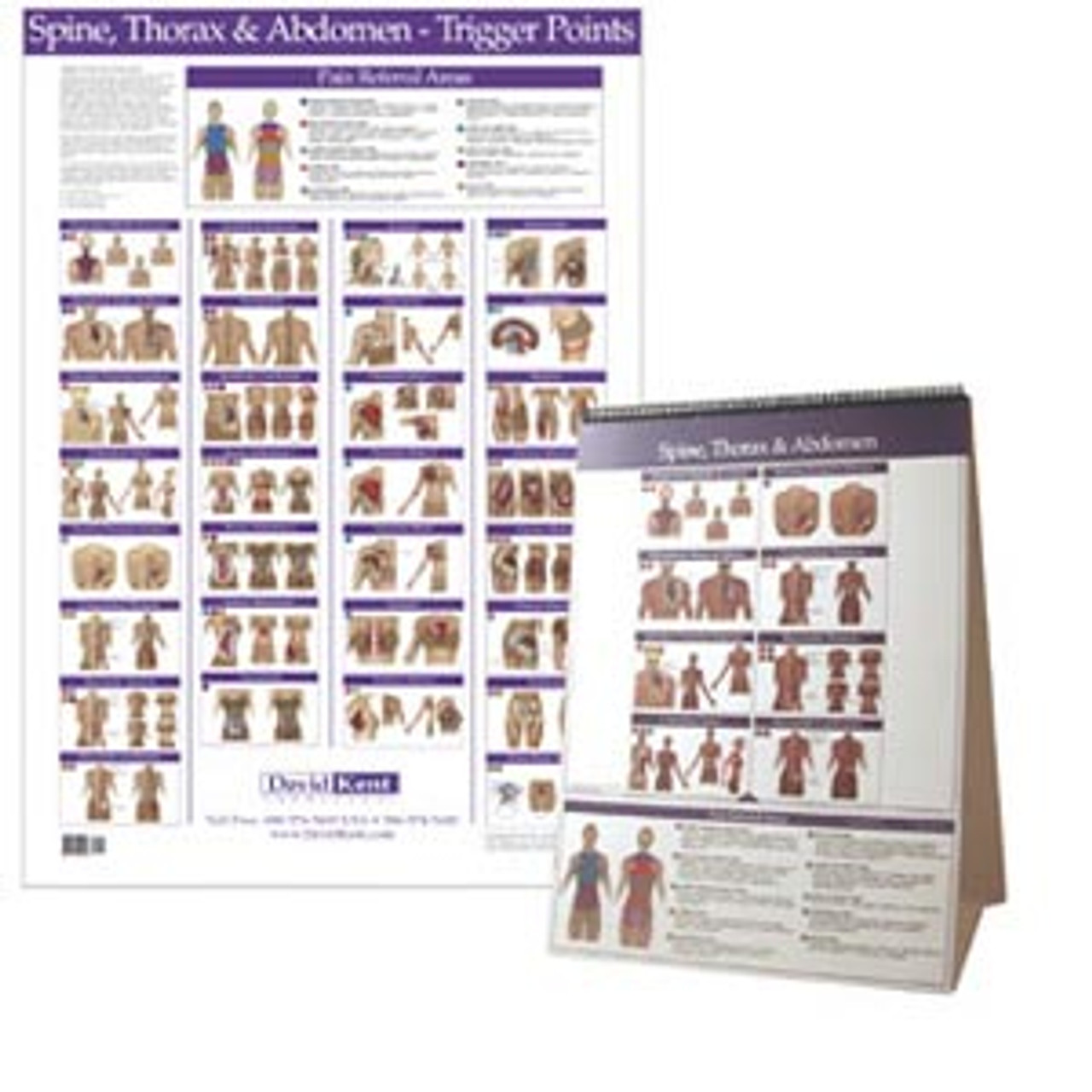 Trigger Point Chart ( Torso and Spine)