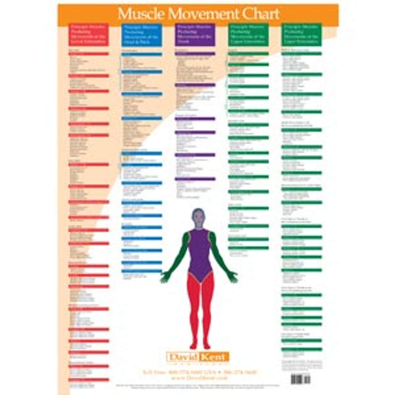 Muscle Movement Chart