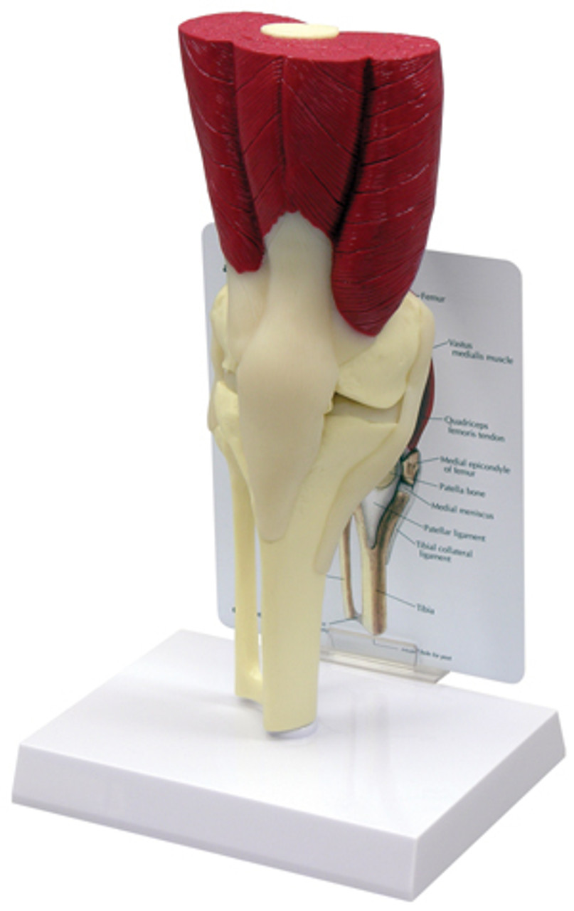 Muscled Knee Joint model