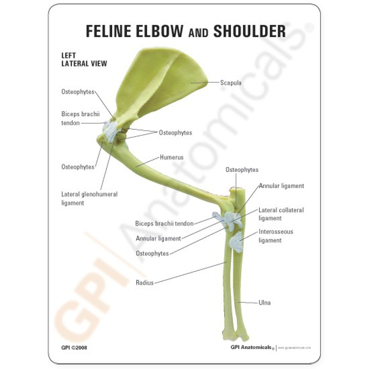 Feline Elbow and Shoulder Model Description Card