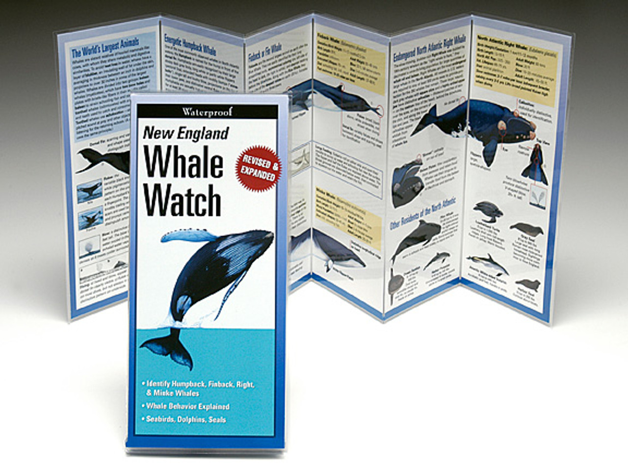 Whale Watch Guide of New England