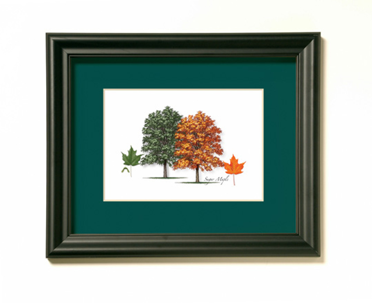 Sugar Maple Tree Print