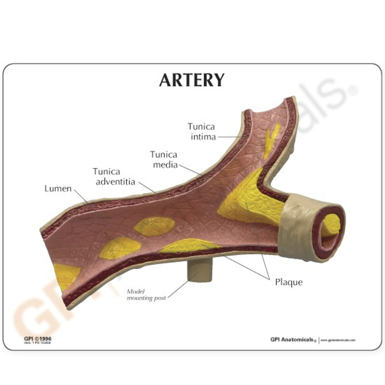 Artery Model Description Card