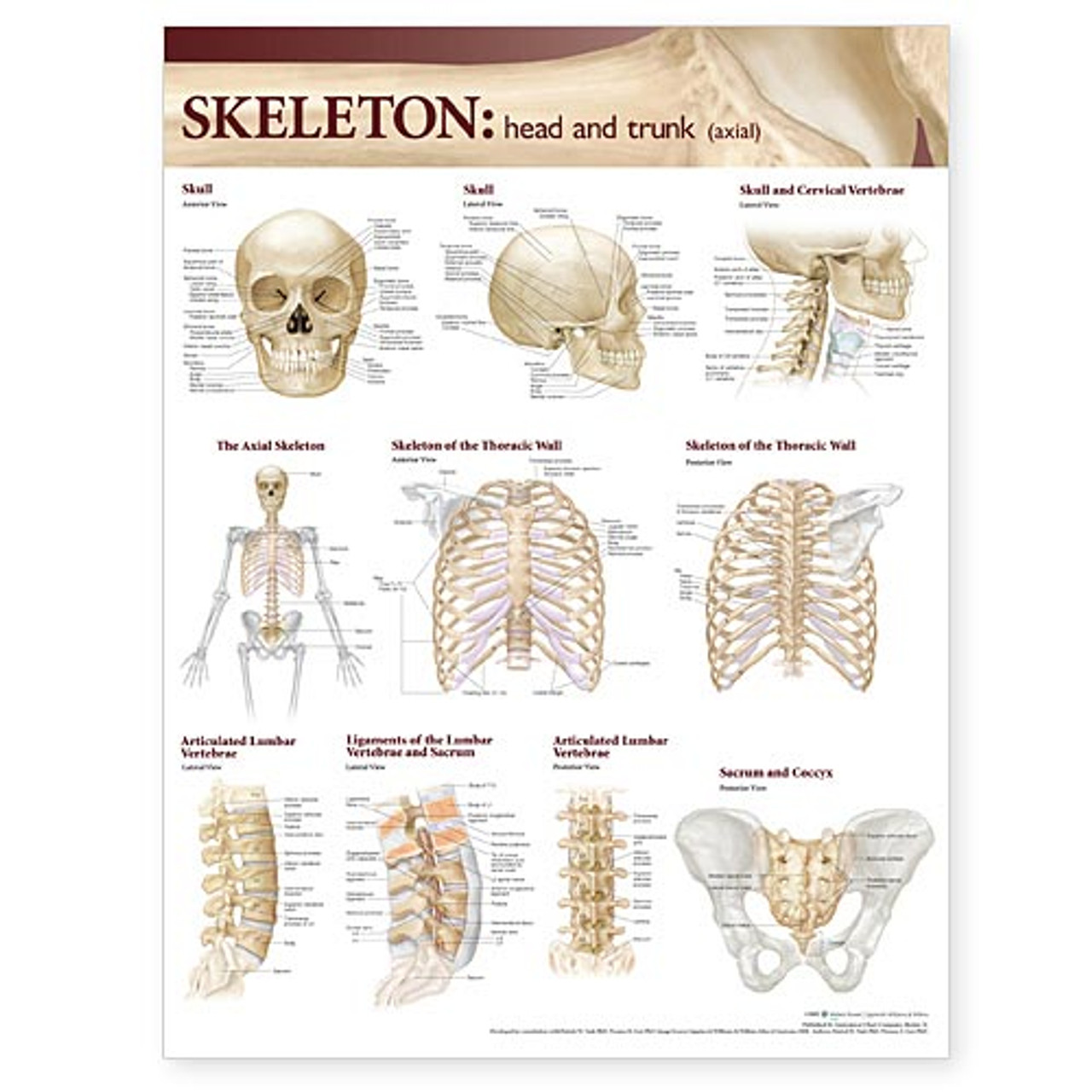 skeletal system chart