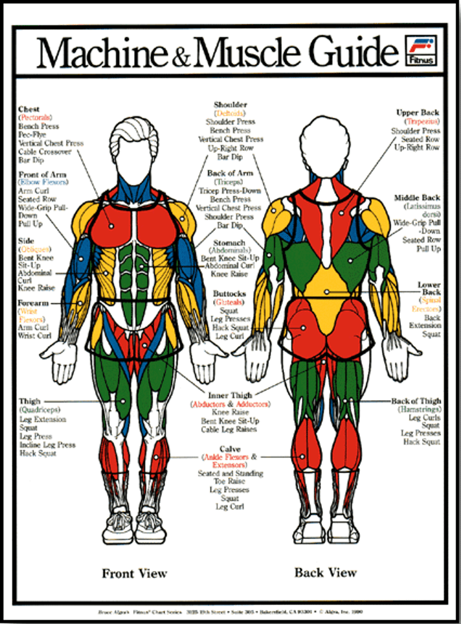 Muscle Poster Male Clinical Charts And Supplies