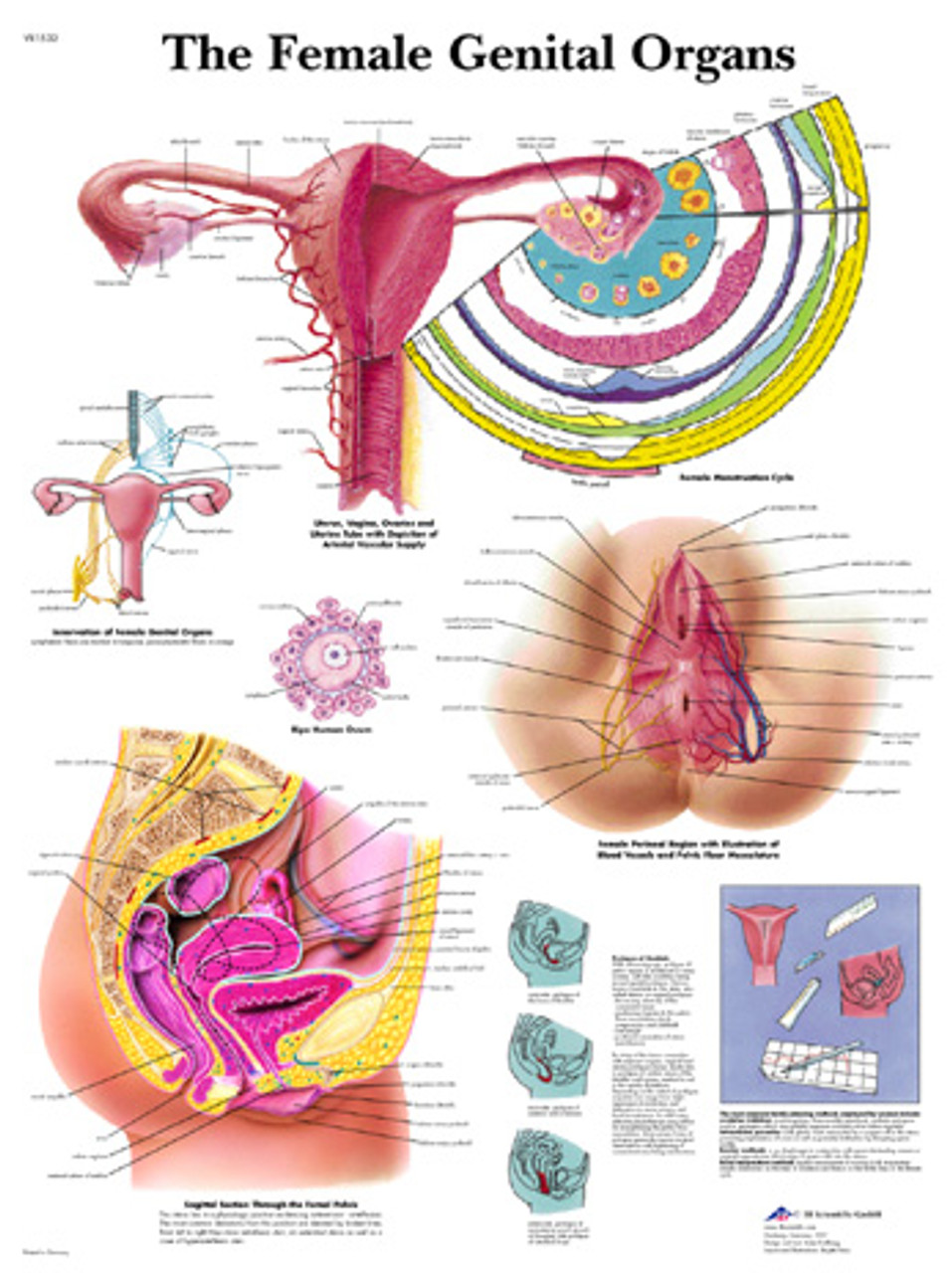 The Female Genital Organs Poster