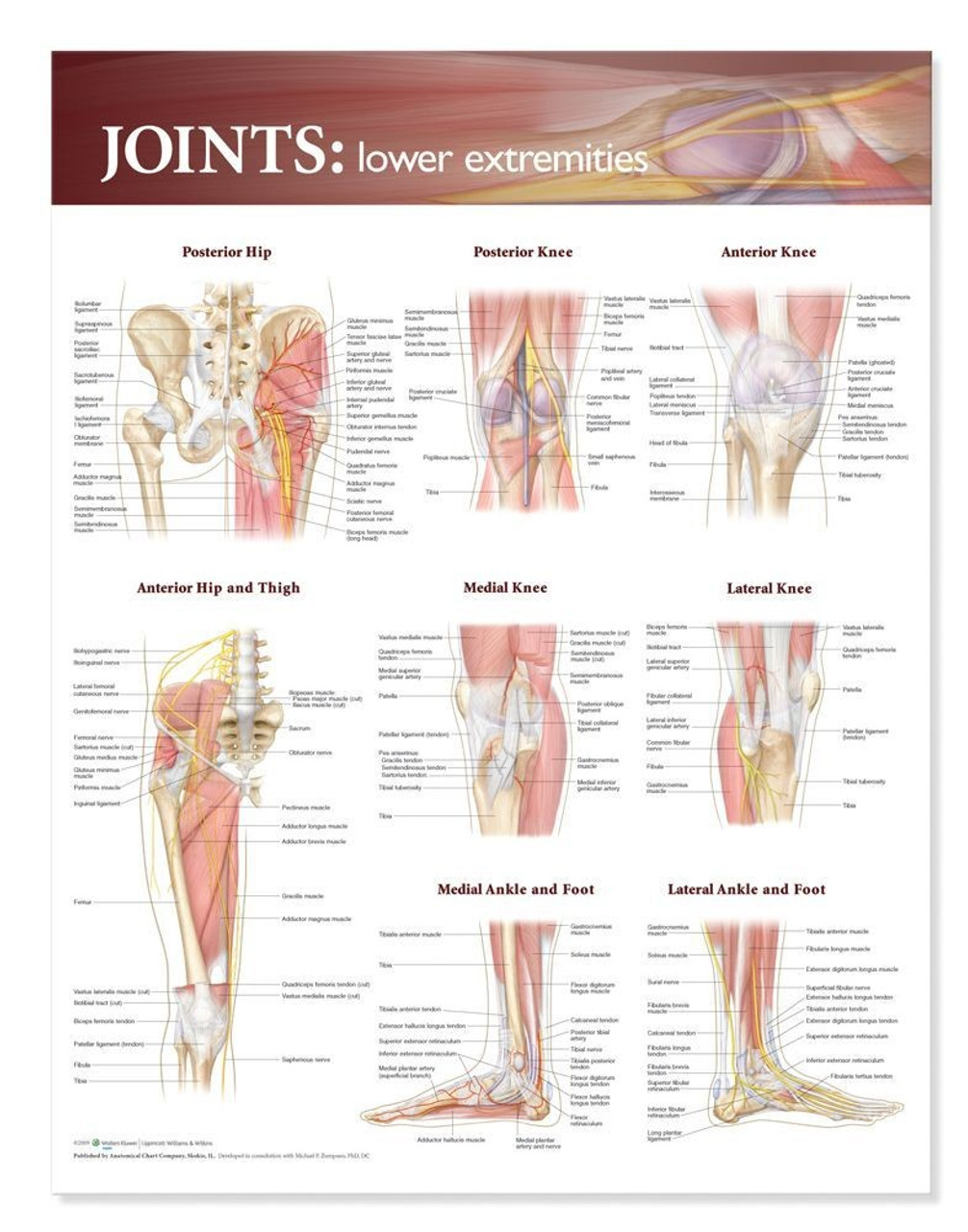 Joints Anatomy Poster, Lower Extremity