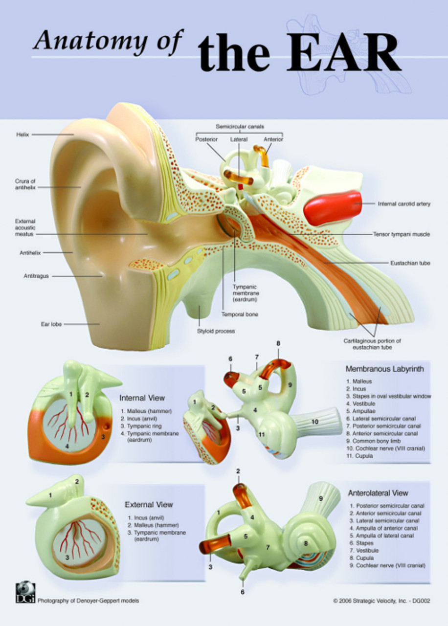 Anatomy Of the Ear Notebook Size Charts