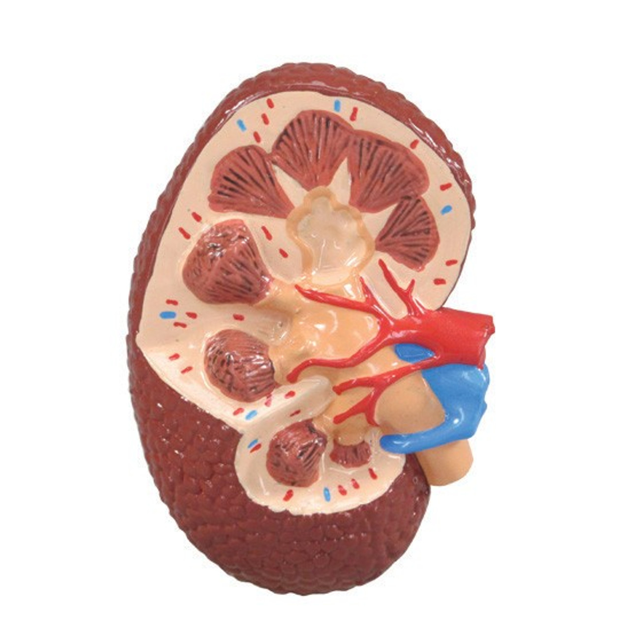 Kidney Model