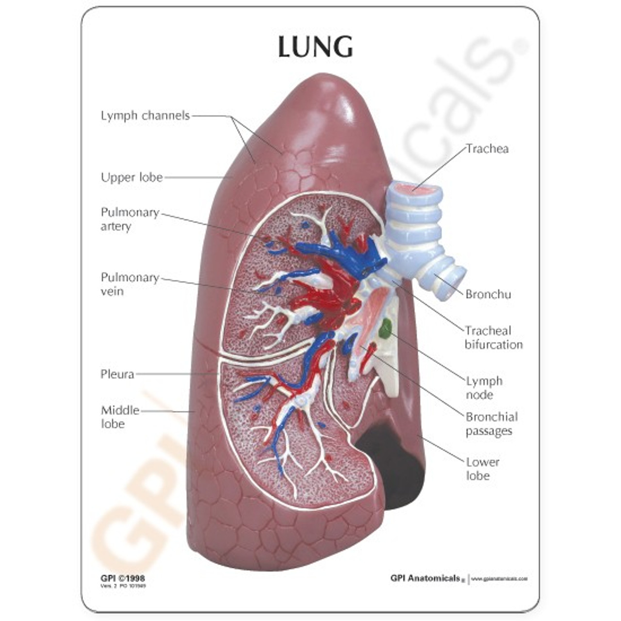 Lung, and Respiratory Anatomical Models