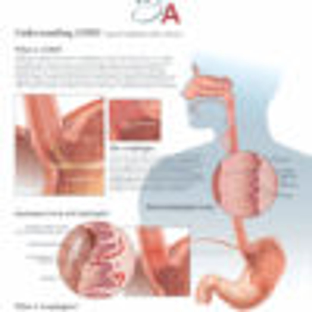 Digestive System Flip Chart