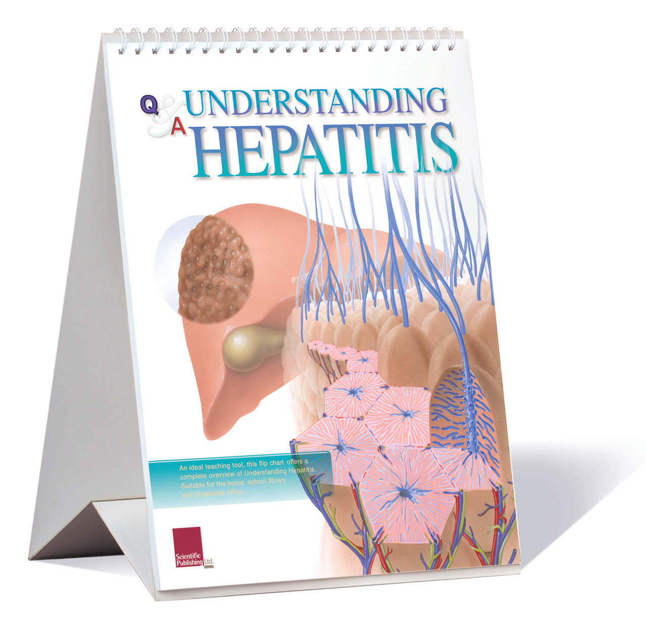 Liver and Hepatitis Flip Chart