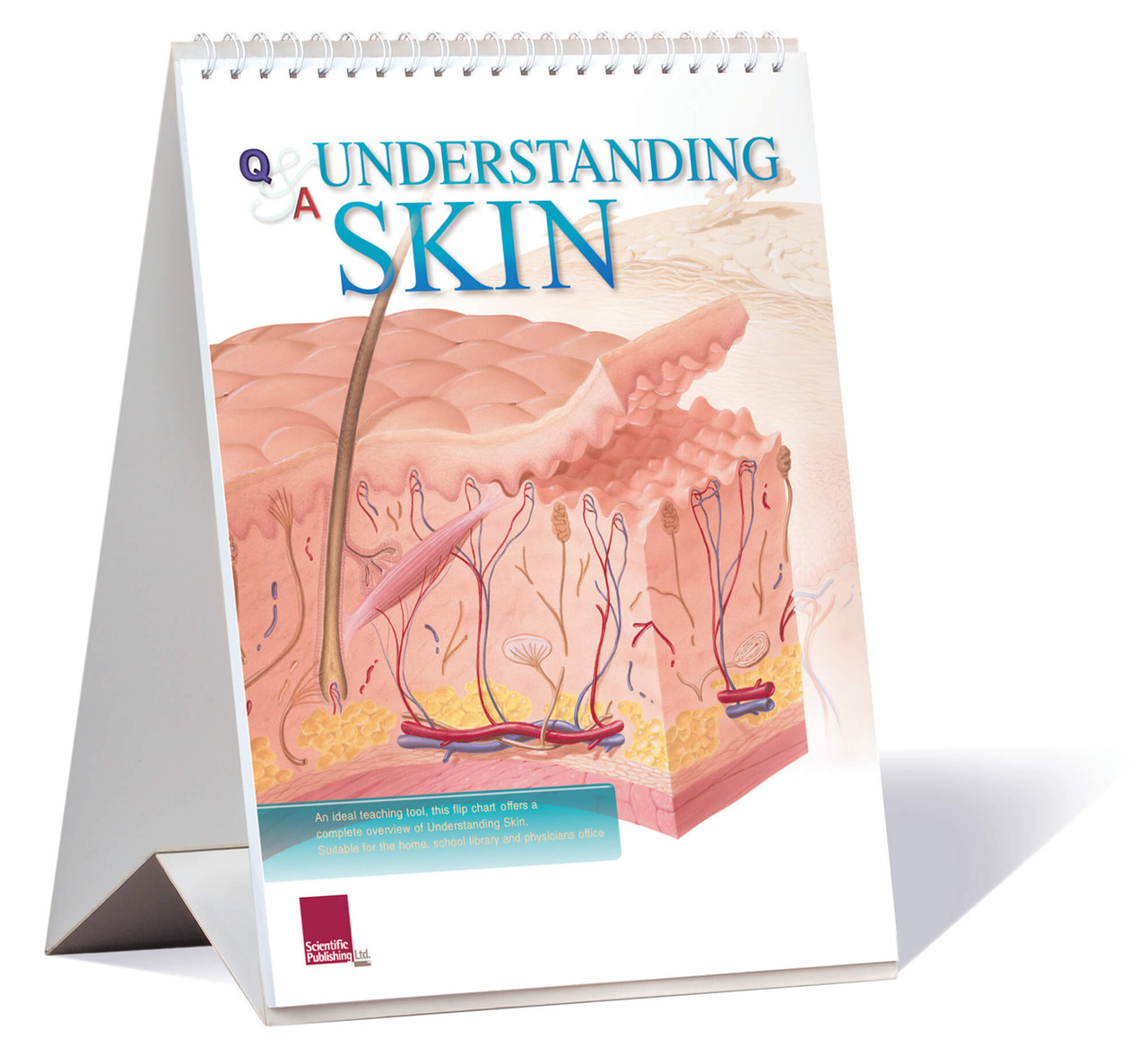 Skin Educational Flip Chart