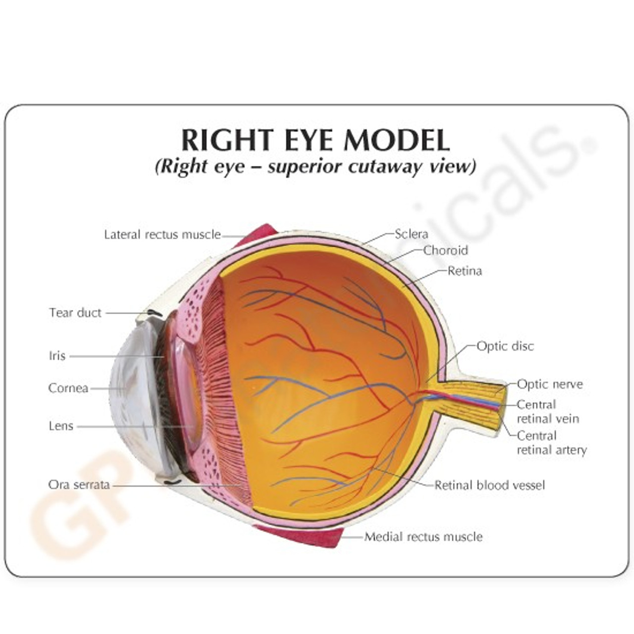  Eye Model Description Card