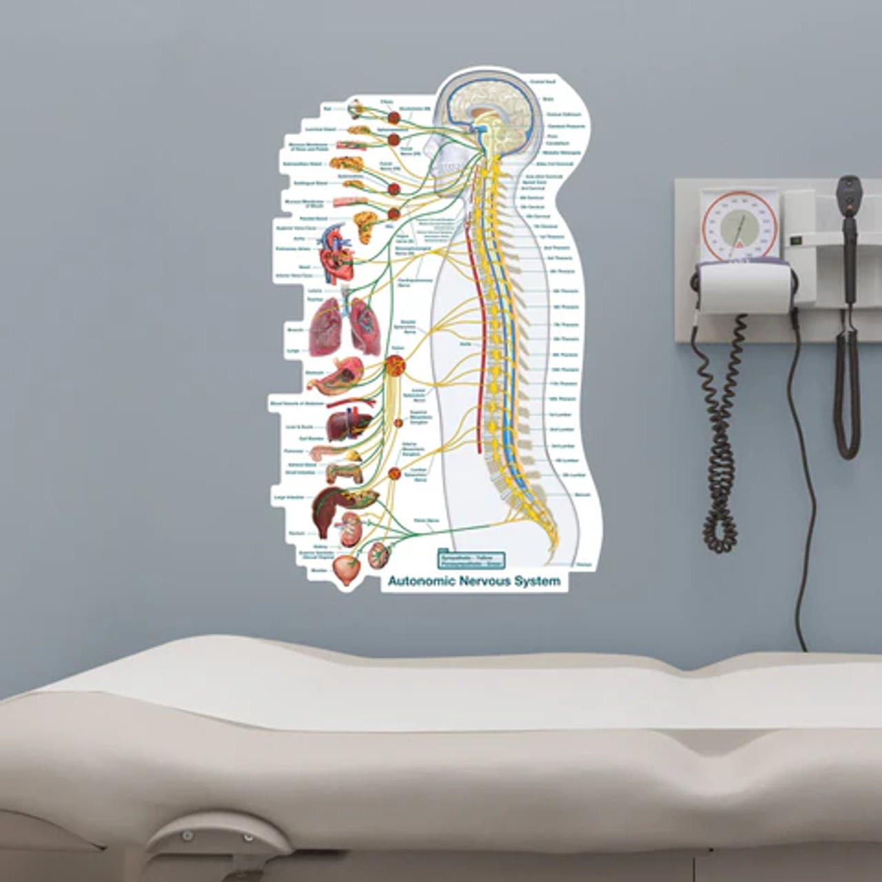Autonomic Nervous System Sticky Wall Poster