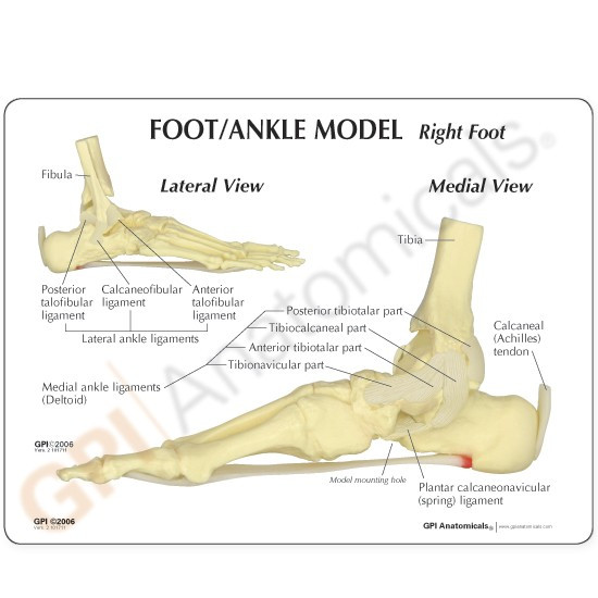 Anatomical Models-Hip, Knee, Ankle, Foot