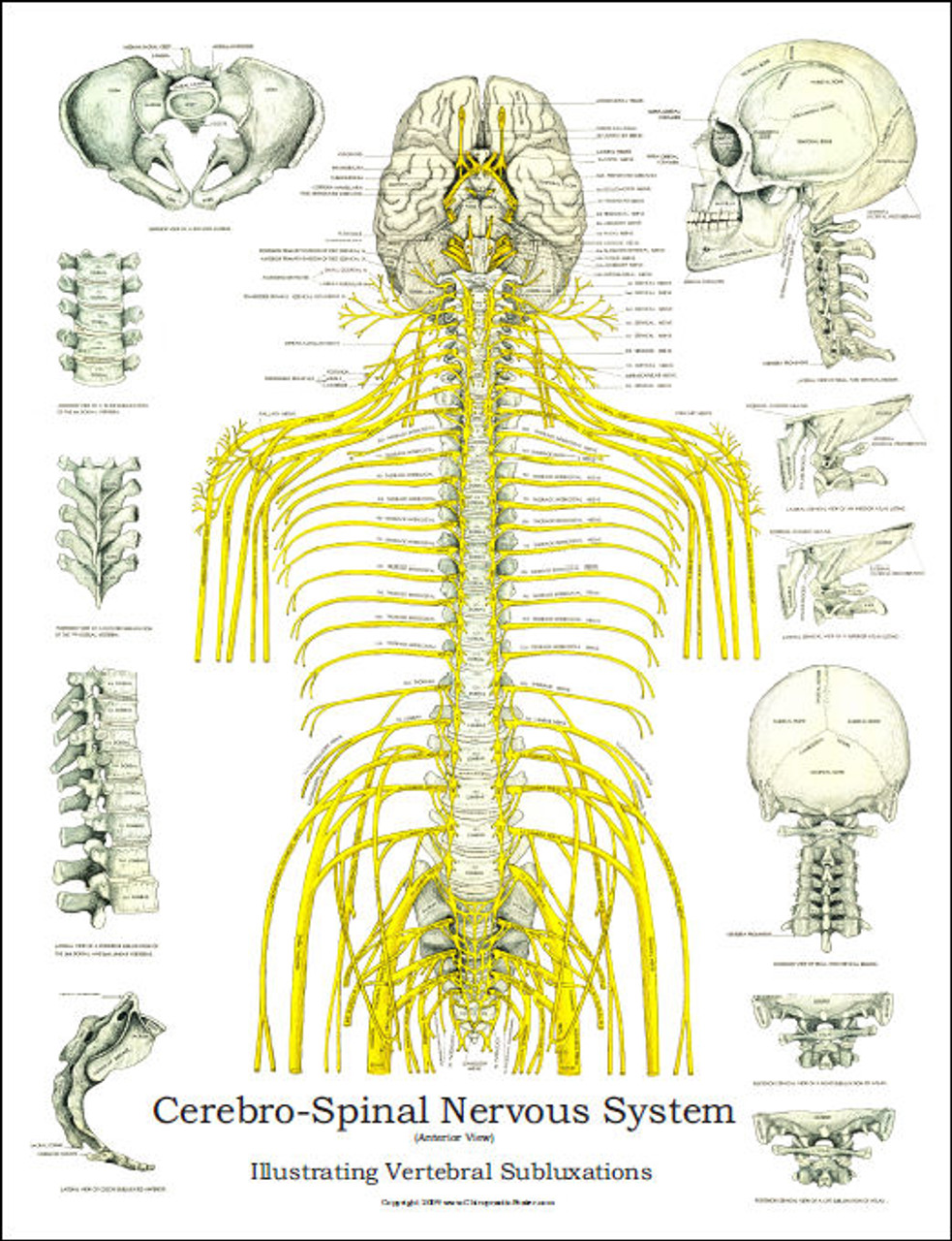 Chiropractic Subluxation Chart