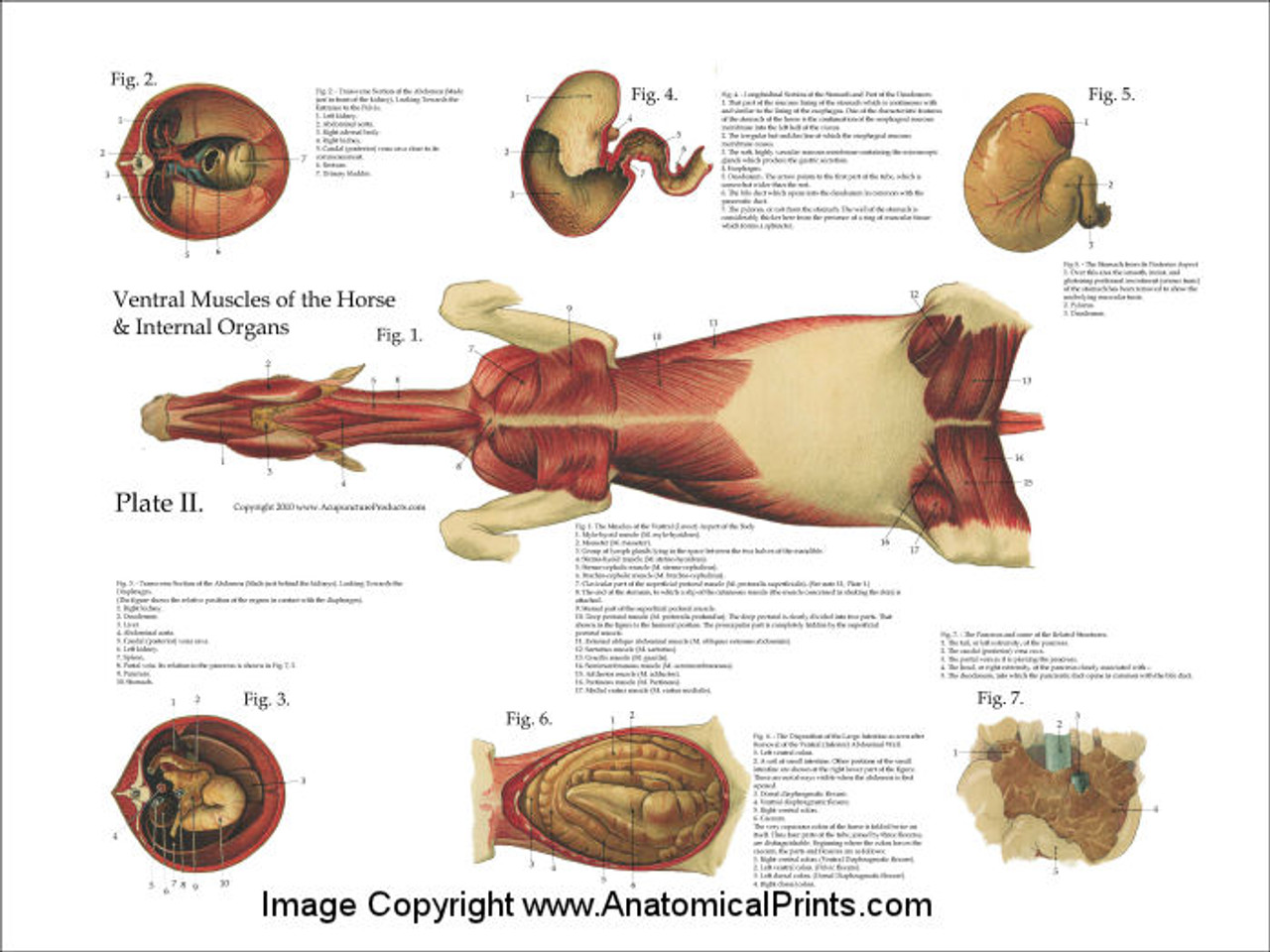 Horse Muscles and Viscera Poster