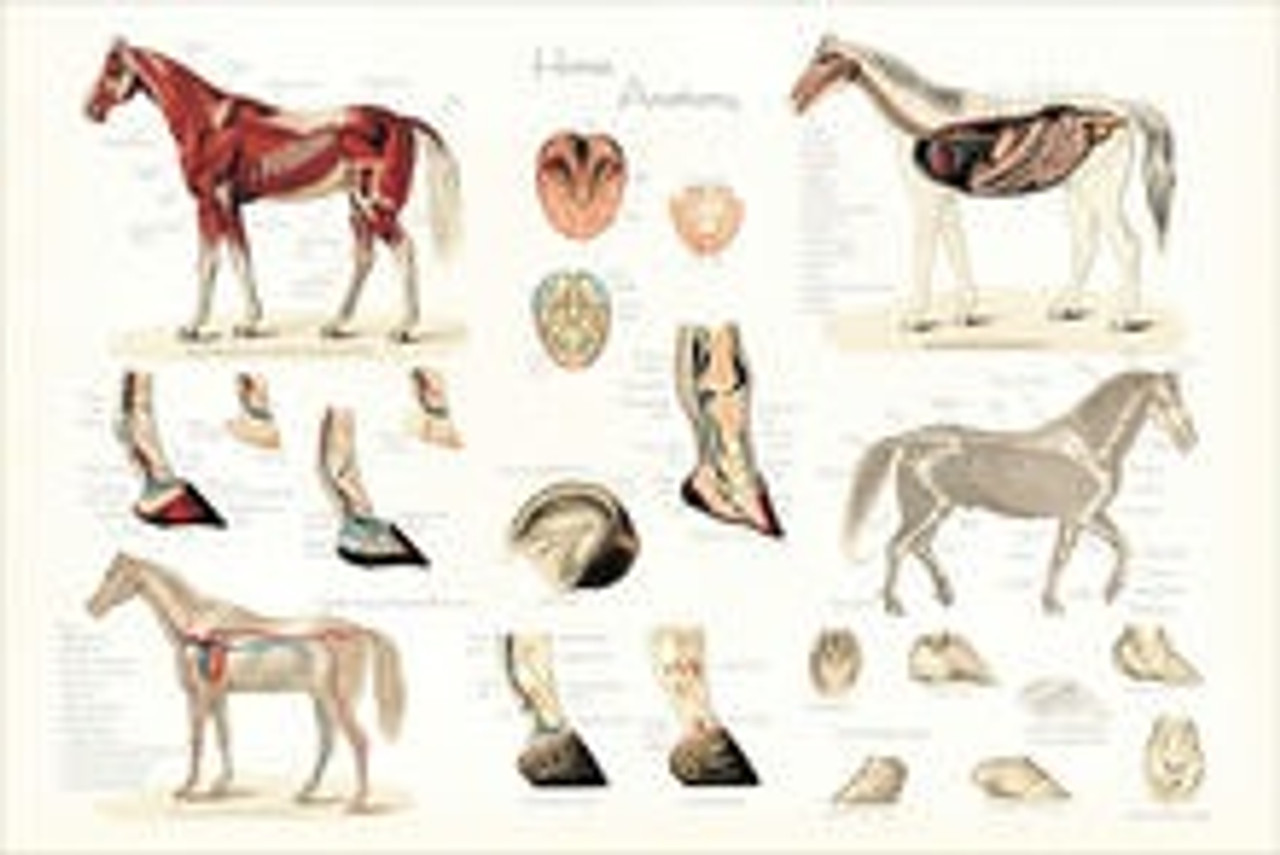 Horse Anatomy Poster