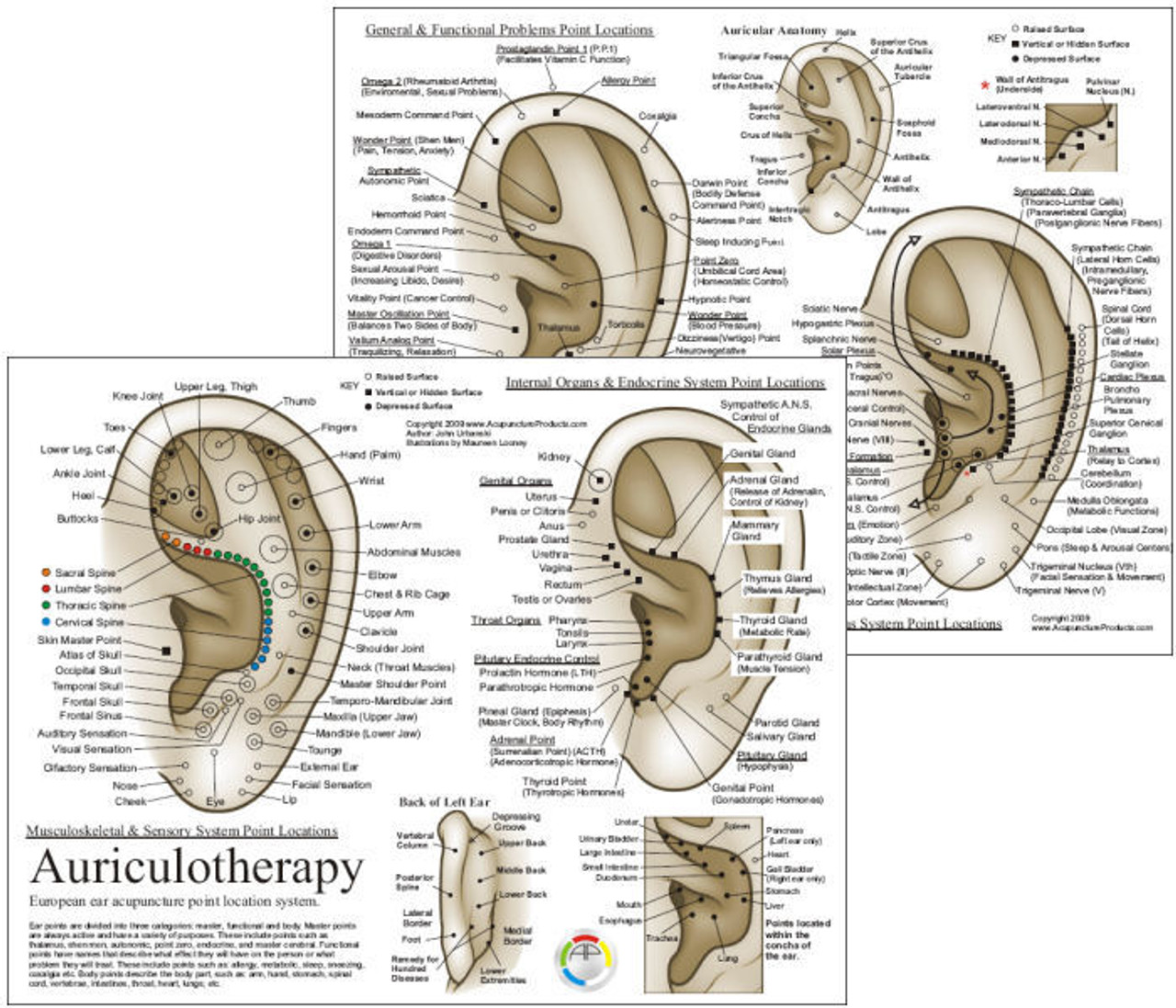 Chinese Auriculotherapy Chart