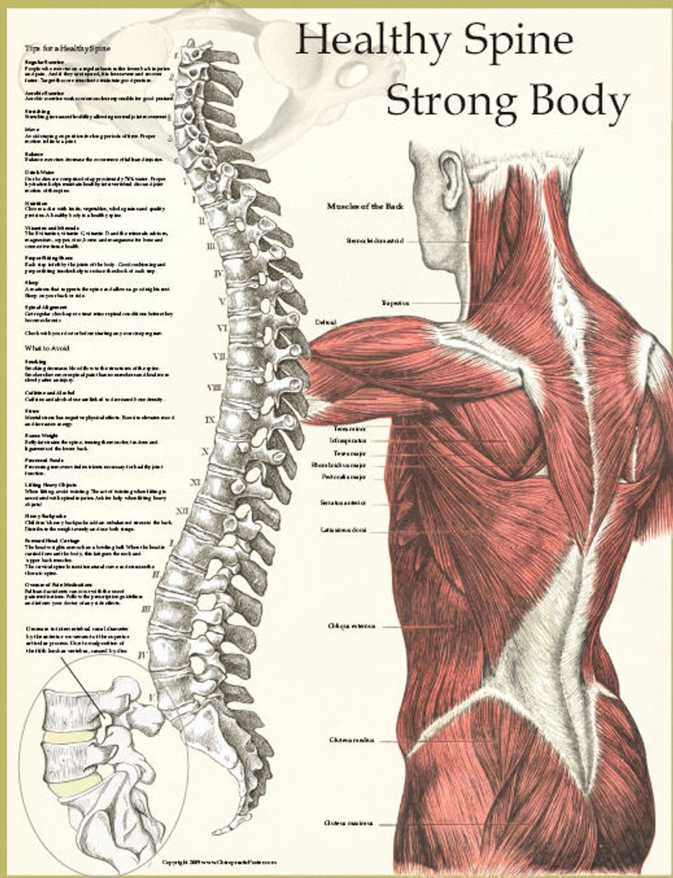 Healthy Spine / Strong Body Poster