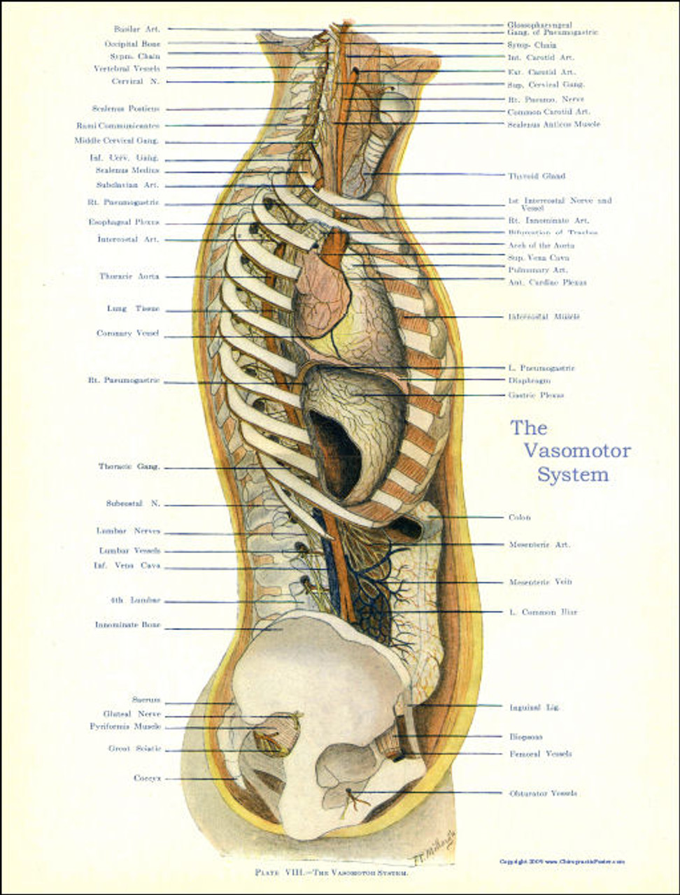 Osteopathic - Chiropractic Laminated Posters -Set of 3