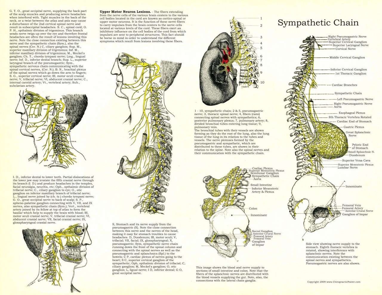 Osteopathic - Chiropractic Laminated Posters -Set of 3