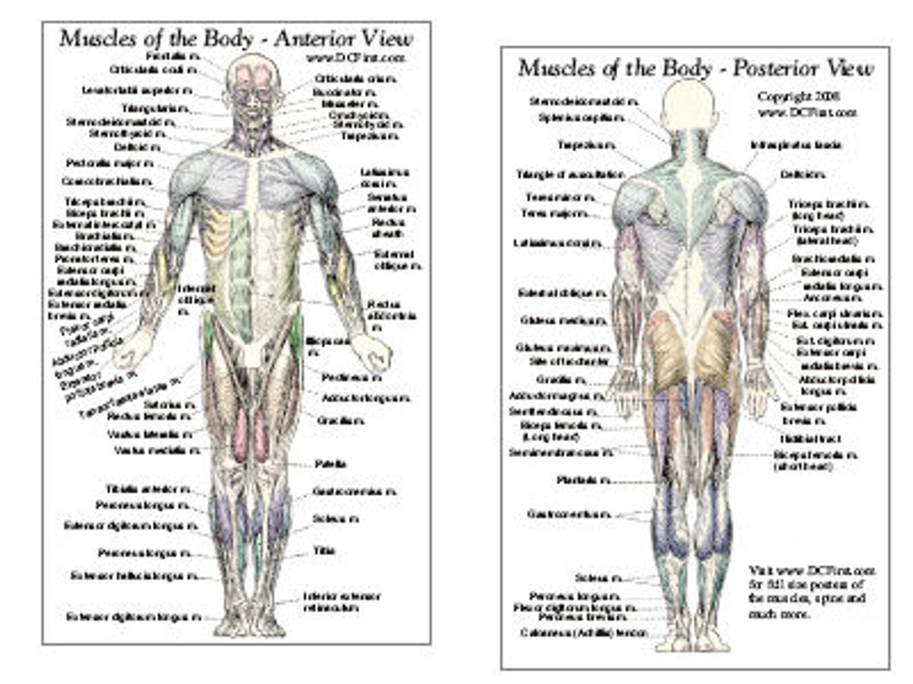 Muscle Anatomy Card - Anterior & Posterior