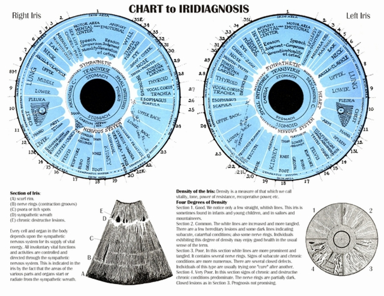 Iridology Chart