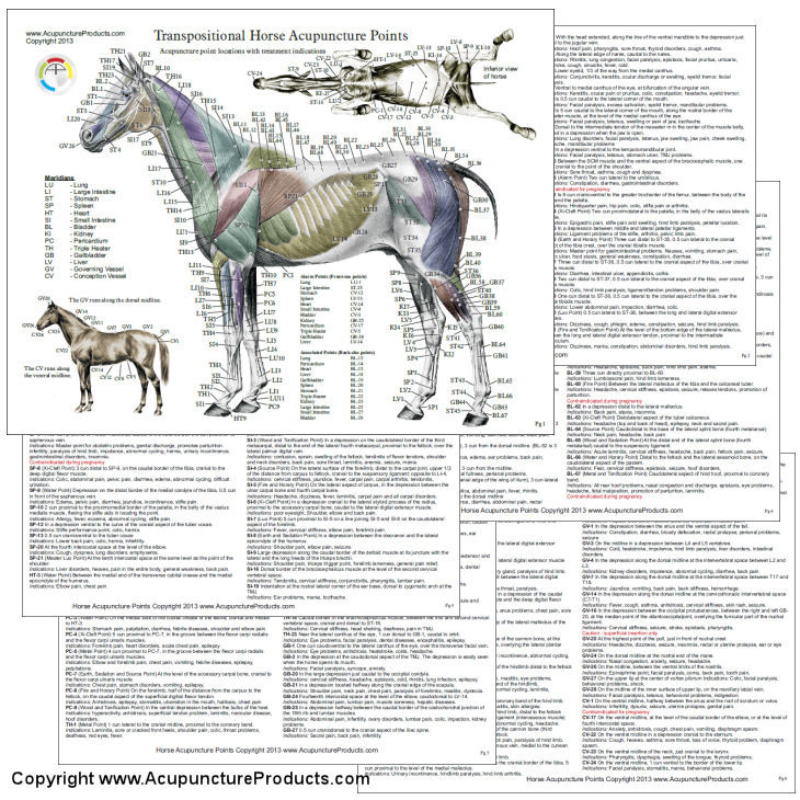 Horse Acupuncture chart