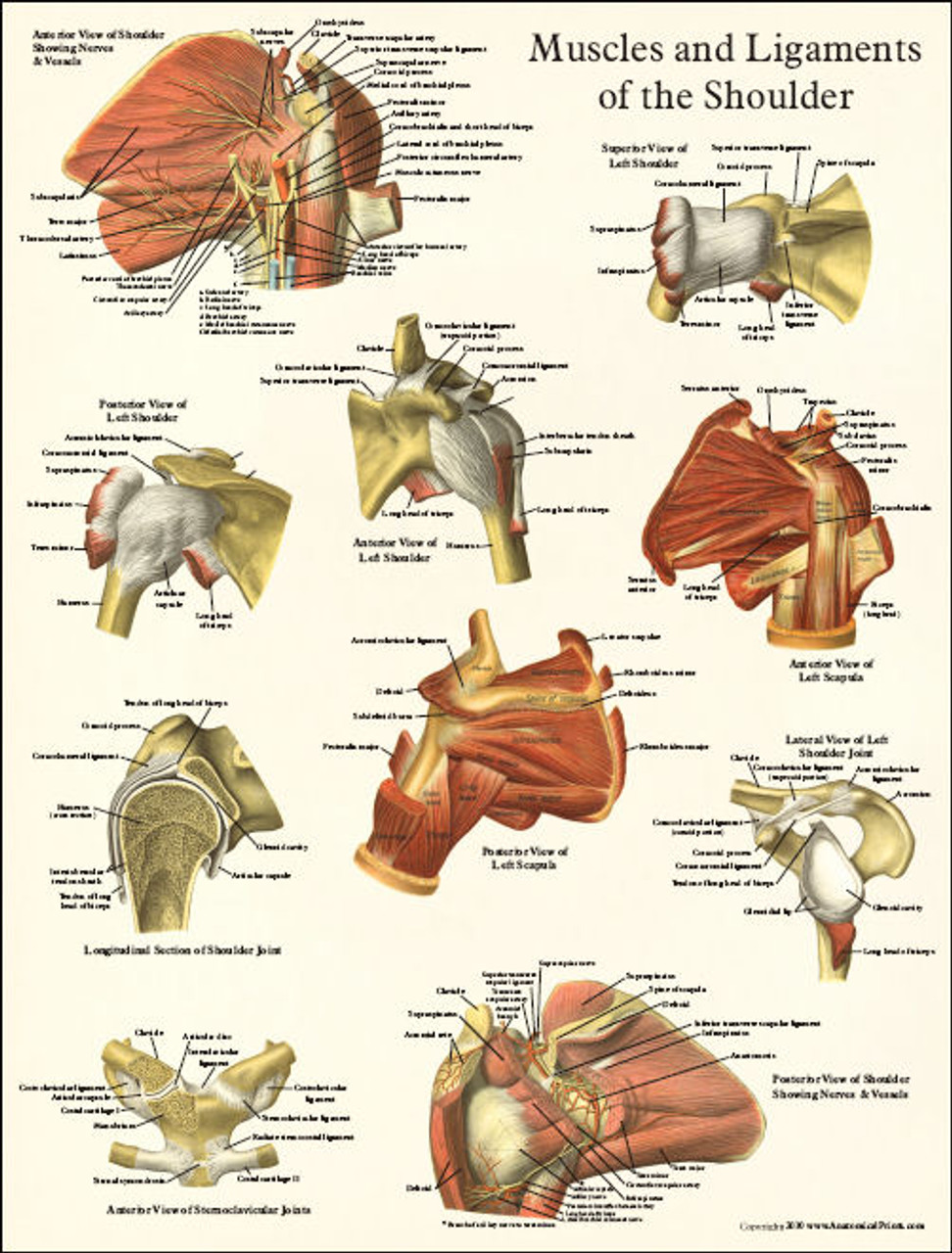 Shoulder Anatomy Poster Clinical Charts and Supplies