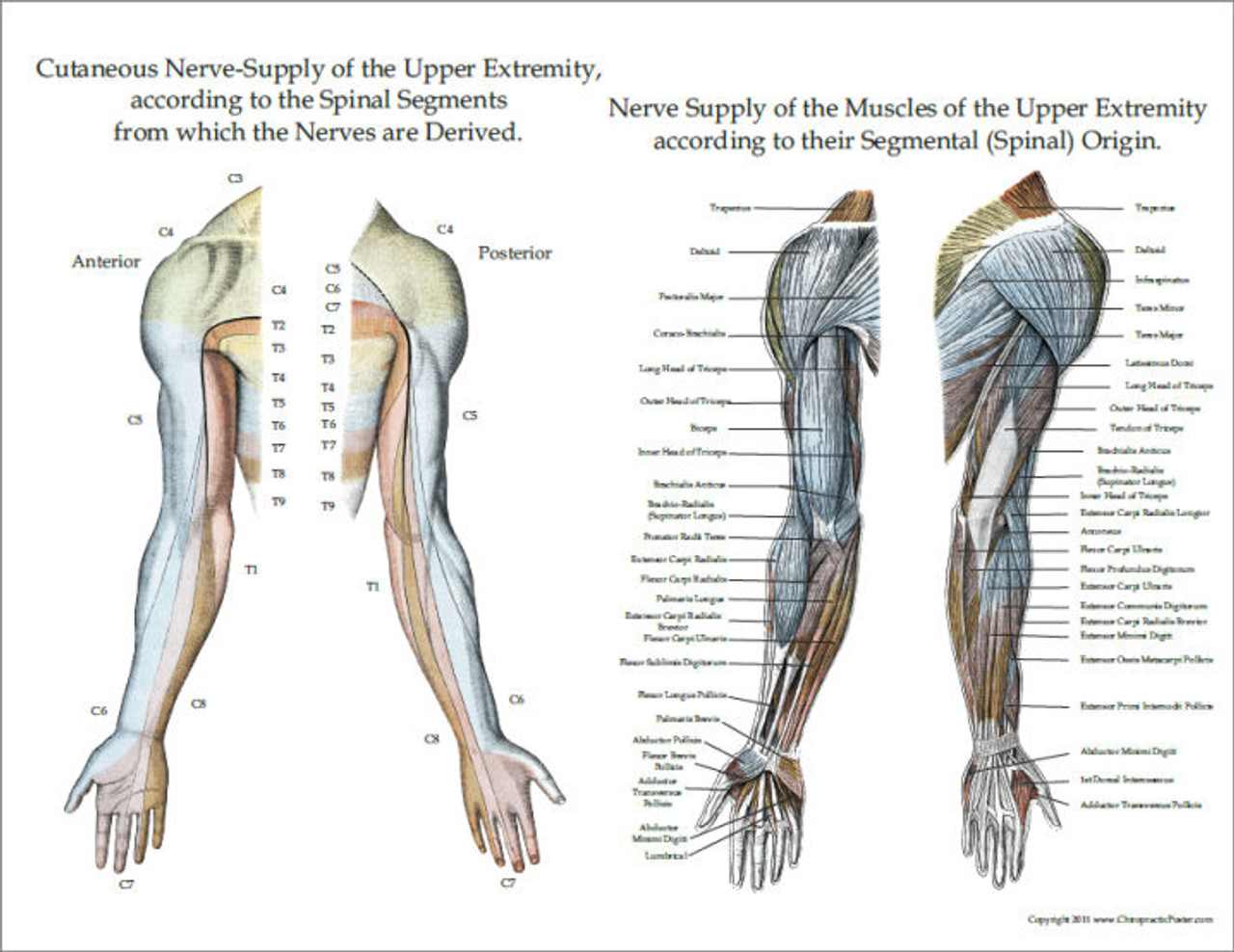 Upper Extremity Innervation Chart