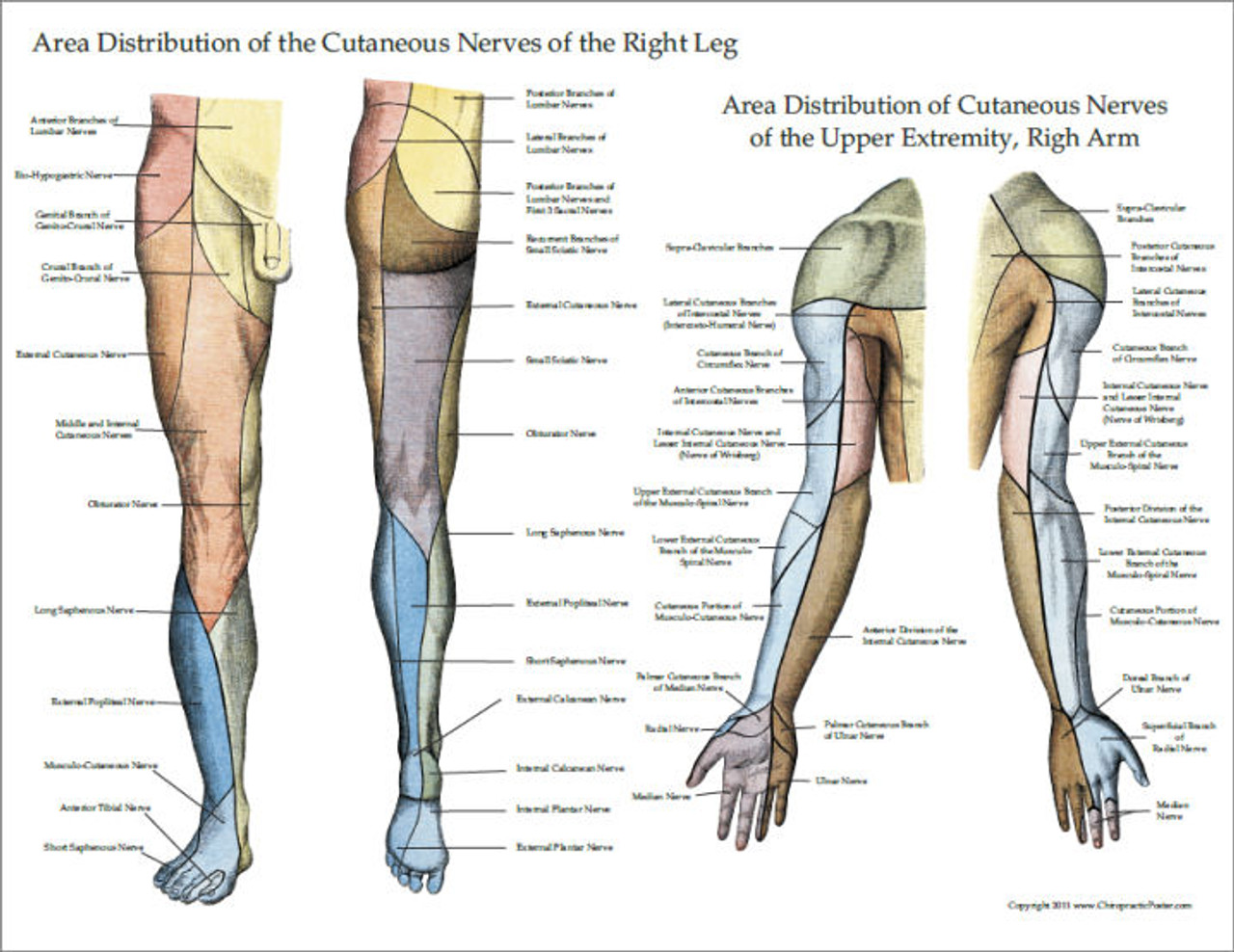 Nerves of the Upper Extremity