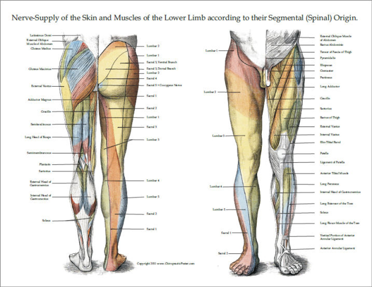 Upper Extremity Innervation Chart