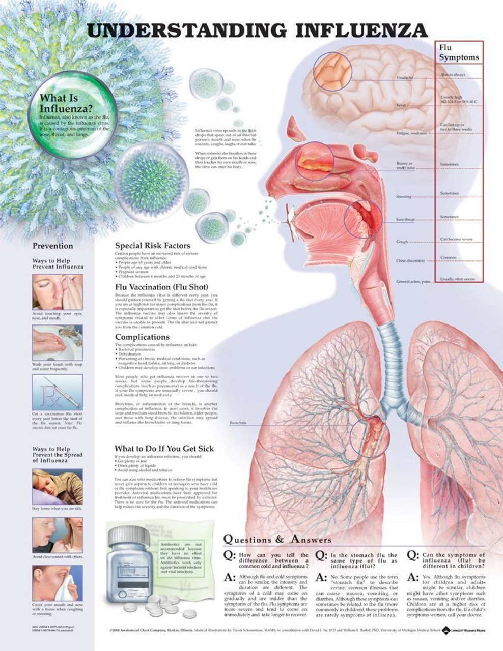 Understanding Influenza Anatomical Chart