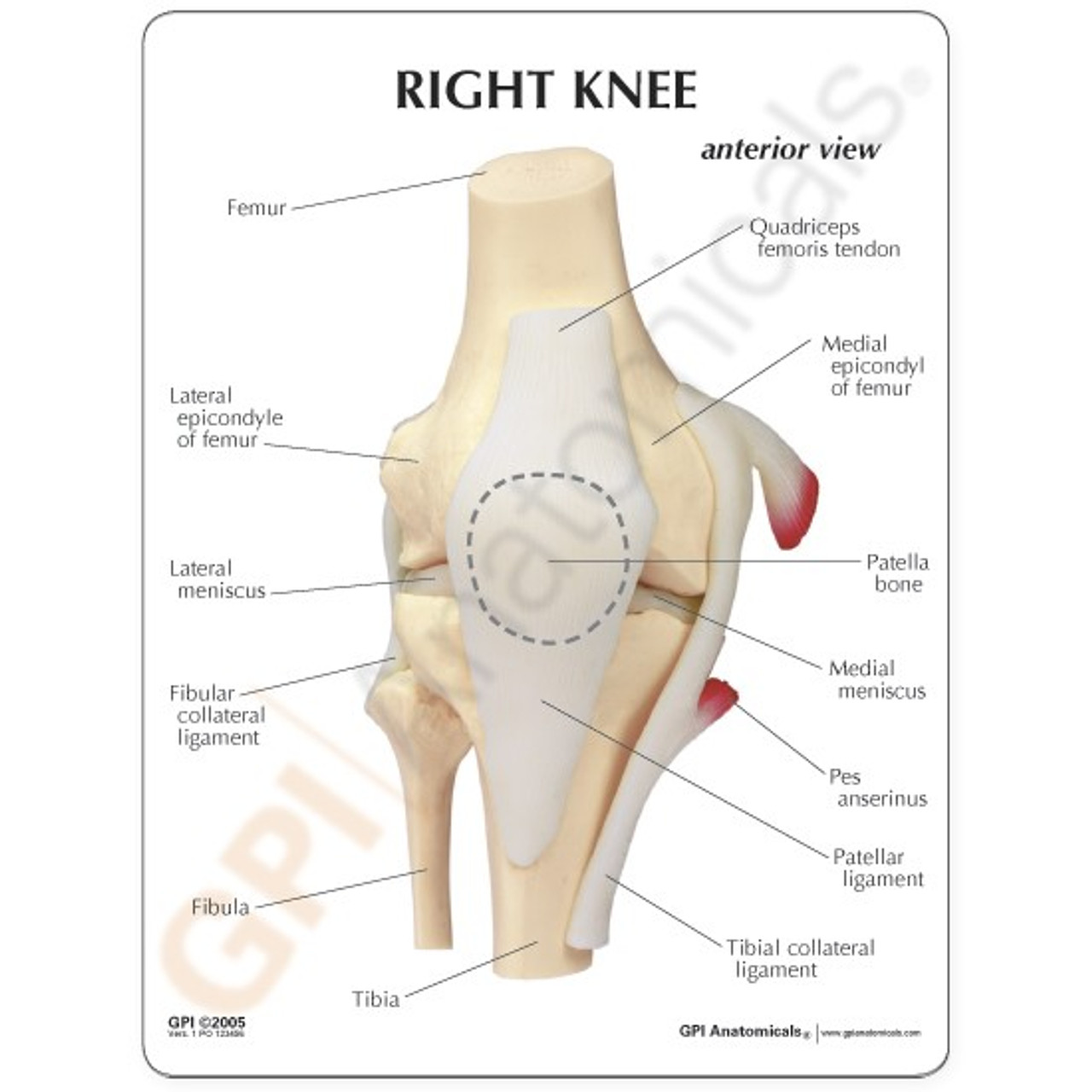 Knee Anatomical Model Description Card